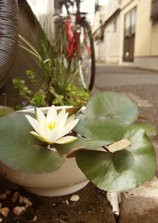 Love Kyoto Kyoenkan Szoba fotó